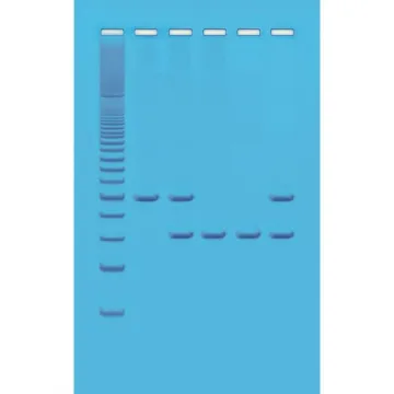 PCR Based Alu-Human DNA Typing Kit