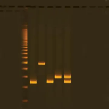 Multiplex Pcr Testing Of Water Contaminants