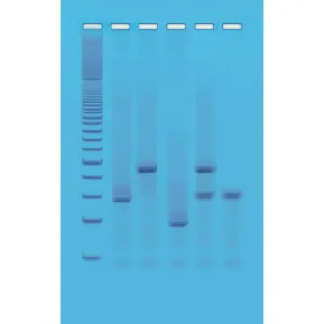 DNA Fingerprinting Kit, Using PCR