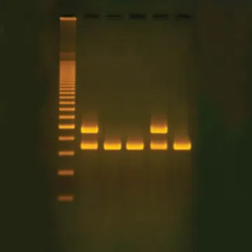 Blue/White Cloning DNA Fragment & Assay Of SS-Galactosidase
