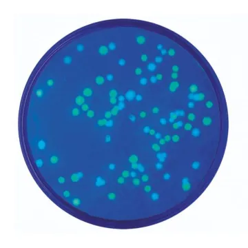 Transformation with Blue & Green Fluorescent Proteins