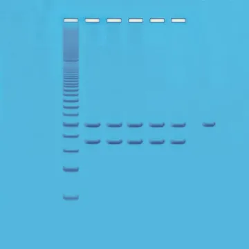 Mitochondrial DNA Analysis Kit