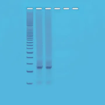 Quick PCR Kit