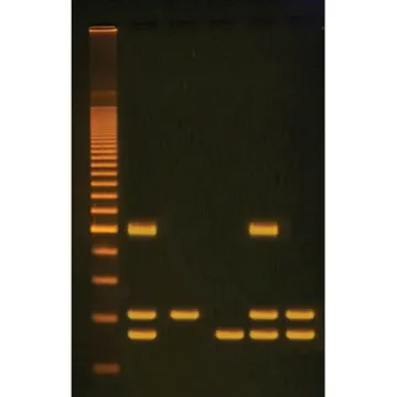 Identification of Genetically Modified Foods Using PCR Kit