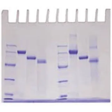 Determination of Protein Molecular Weight Kit