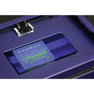 Sybr® Safe Stain