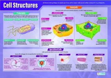 Photosynthesis Poster
