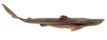 SS248978_1.jpg
