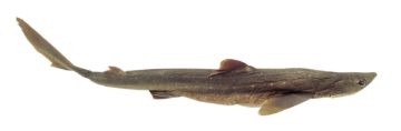 SS248976_1.jpg