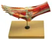SS178369_1.jpg
