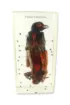 SS168606_1.jpg