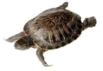 596535_1.jpg