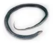 SS200103_1.jpg