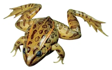 597135_1.jpg