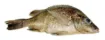 SS200267_1.jpg