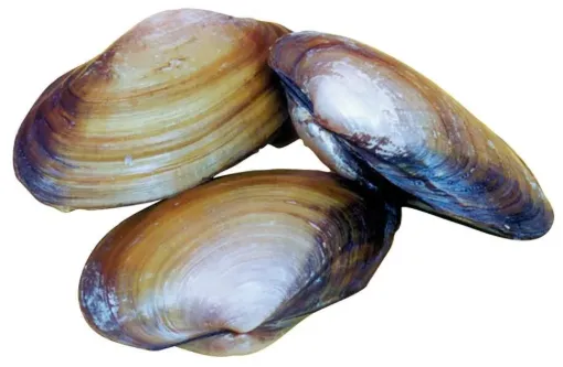 SS239953_1.jpg