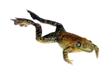 SS239957_1.jpg