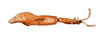 SS239956_1.jpg