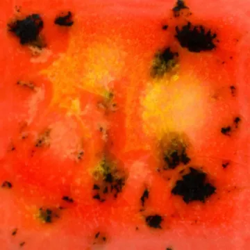 SS241560_1.jpg