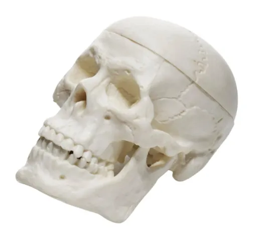 SS245610_1.jpg