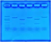 2039708_1.jpg