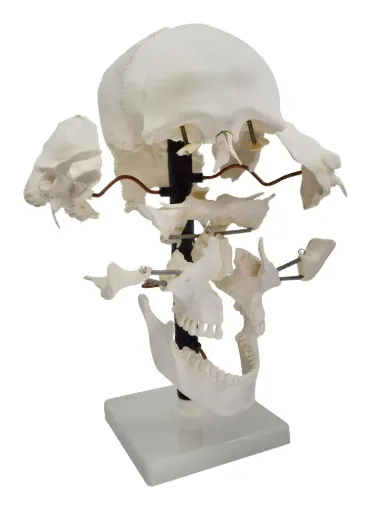 2040042.jpg