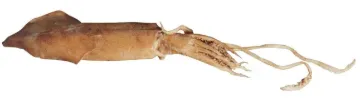 2041262_4.jpg
