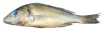 SS200944_1.jpg