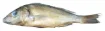 1496500_1.jpg
