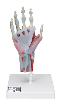 2091094.jpg