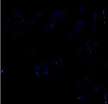 1300263.jpg