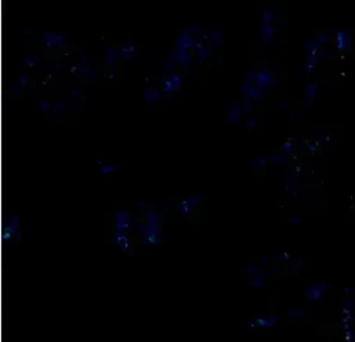 1300263.jpg