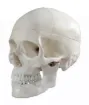1457410_1.jpg