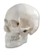 SS158286_1.jpg