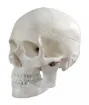 1457410.jpg