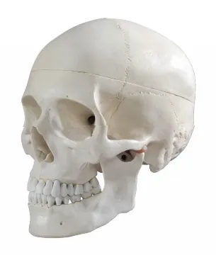 1457410.jpg