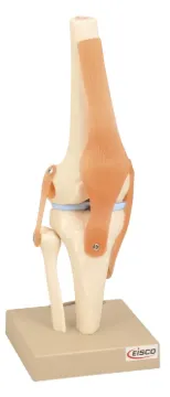 1457411.jpg