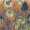 SS156094_1.jpg
