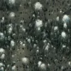 SS156100_1.jpg