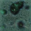 SS156109_1.jpg