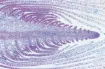 529438_1.jpg