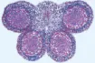 529437_1.jpg