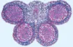 SS142452_1.jpg